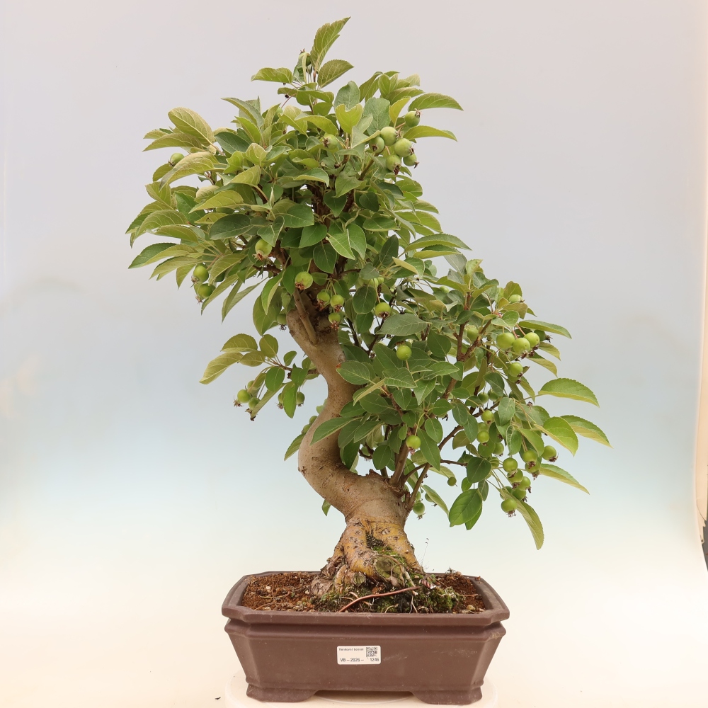 Bonsaï d'extérieur -Malus halliana - Pommier à petits fruits