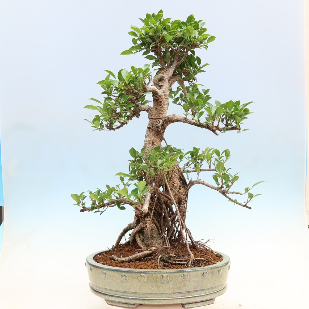 Salle bonsaï - Ficus kimmen - ficus à petites feuilles