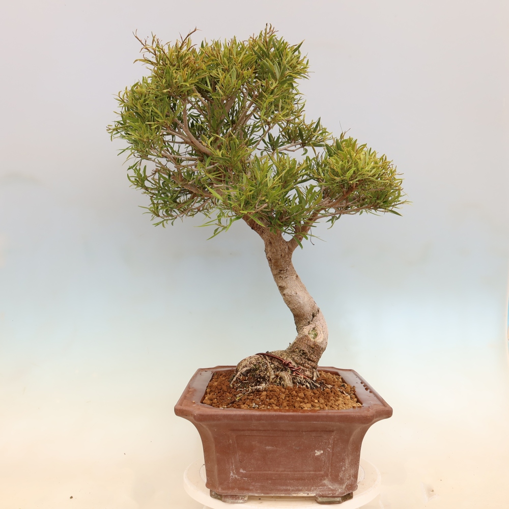 Salle bonsaï - Ficus nerifolia - ficus à petites feuilles