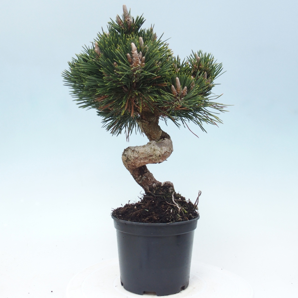 Bonsaï d'extérieur - Pinus thunbergii senjyumaru - Pin de Thunberg