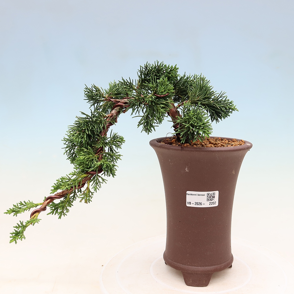 Bonsaï d'extérieur - Juniperus chinensis Kishu
