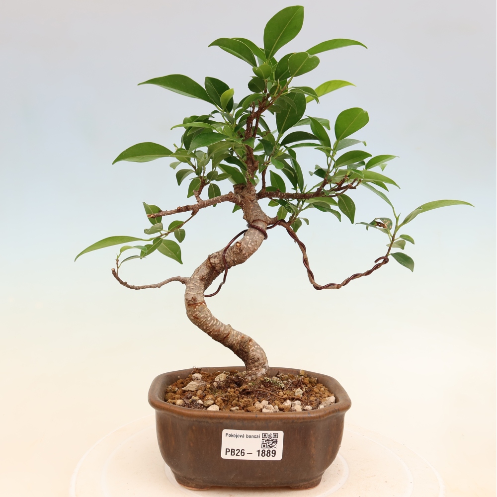 Salle bonsaï - Ficus retusa - ficus à petites feuilles