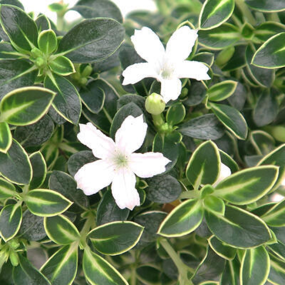 Salle bonsaï - Serissa foetida Variegata - Arbre aux mille étoiles