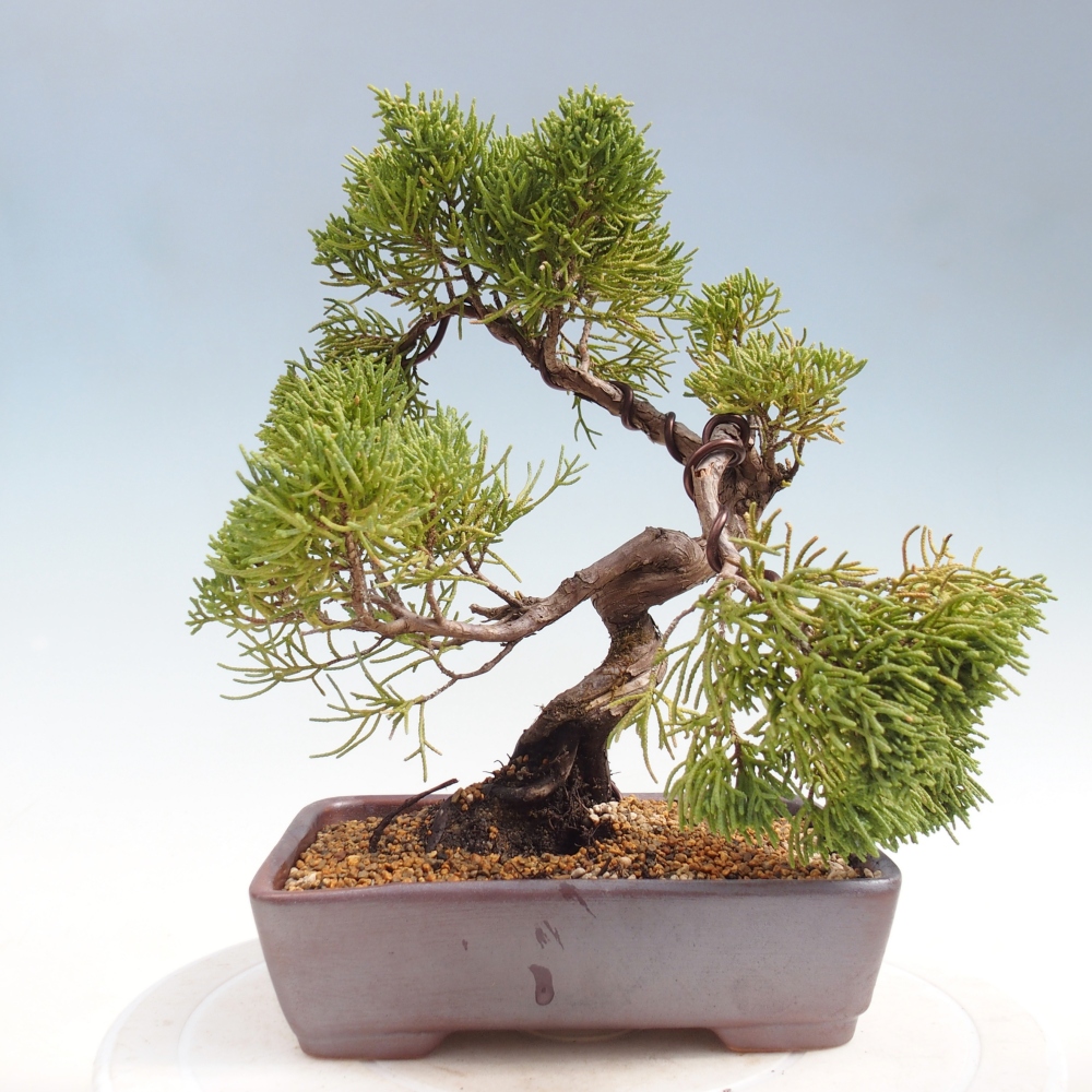 Bonsaï d'extérieur - Juniperus chinensis Kishu