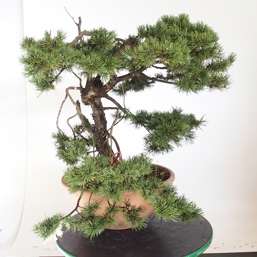 Yamadori - Pinus sylvestris Espagne