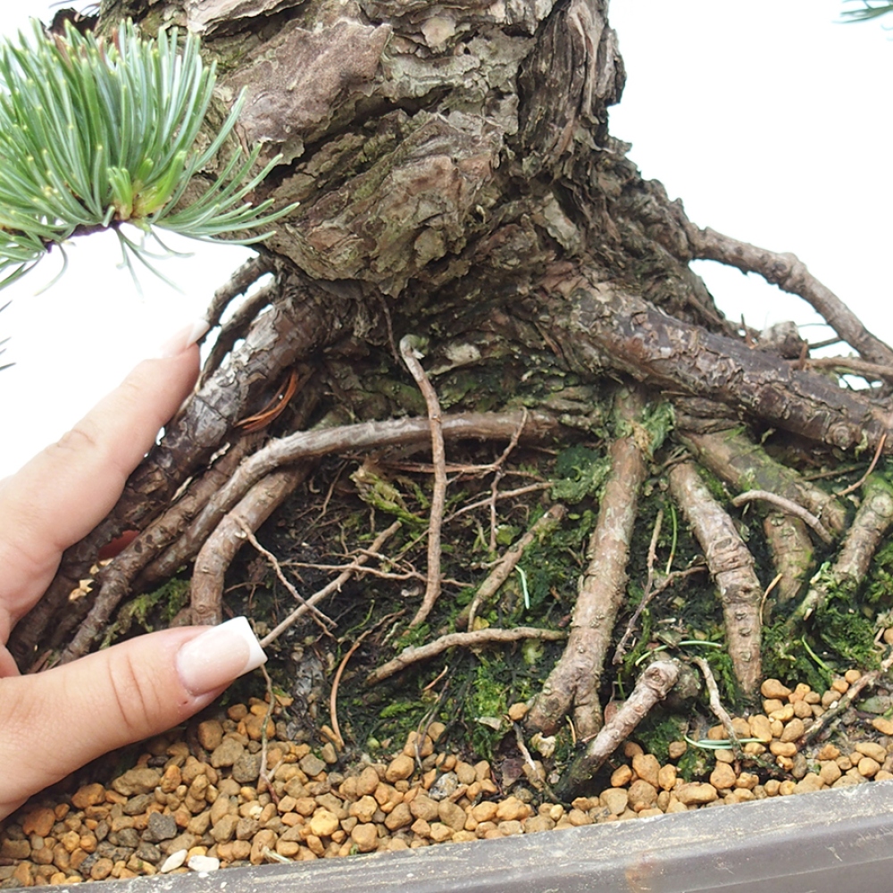 Bonsaï d'extérieur - Pinus parviflora - Pinus parviflora
