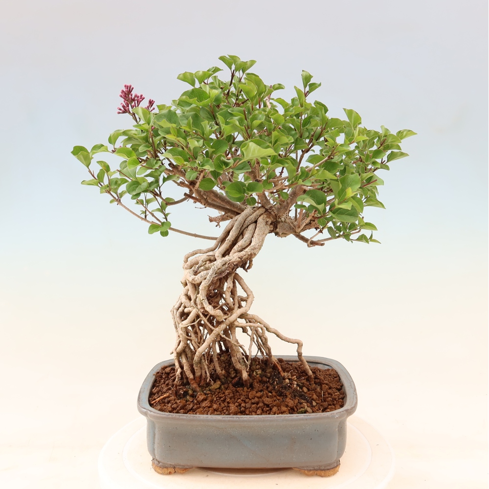 Bonsaï d'extérieur - Syringa microphylla - lilas à petites fleurs
