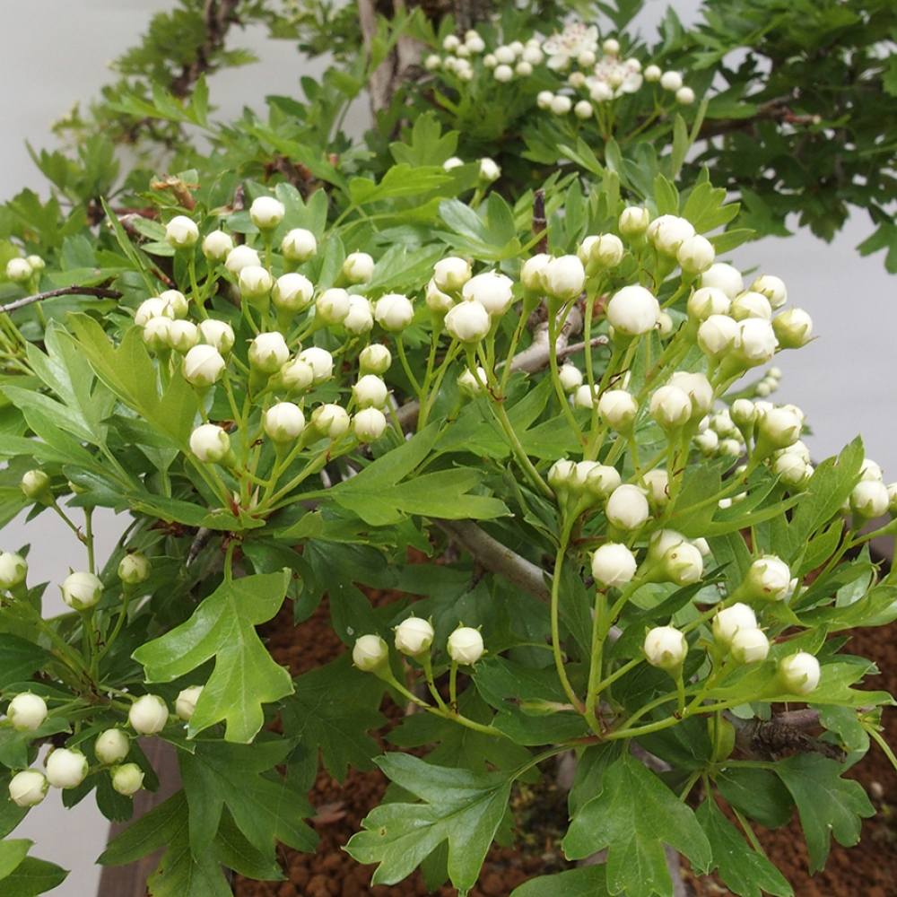 Bonsaï d'extérieur - Aubépine - Crataegus monogyna
