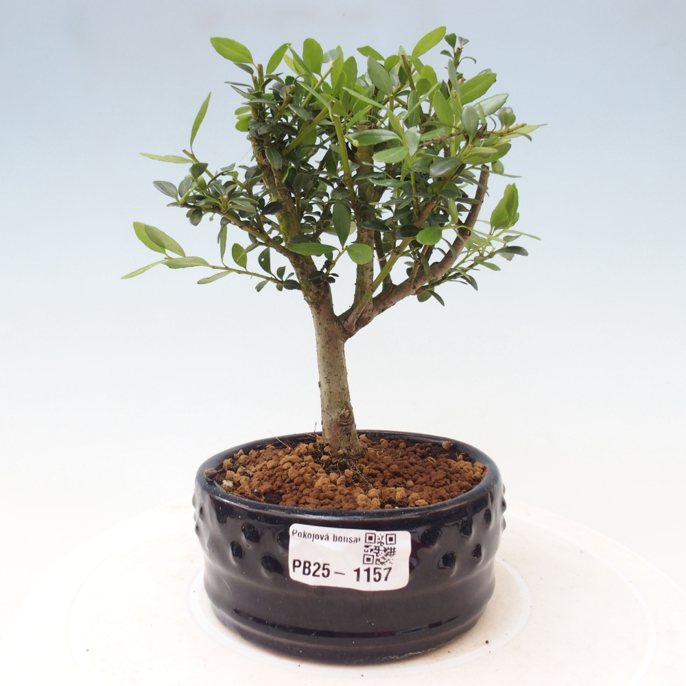Bonsaï de chambre - Ilex crenata - Houx