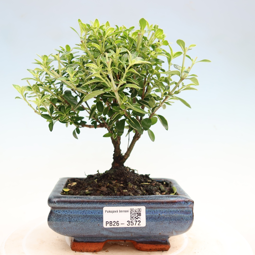 Salle bonsaï - Serissa foetida Variegata - Arbre aux mille étoiles