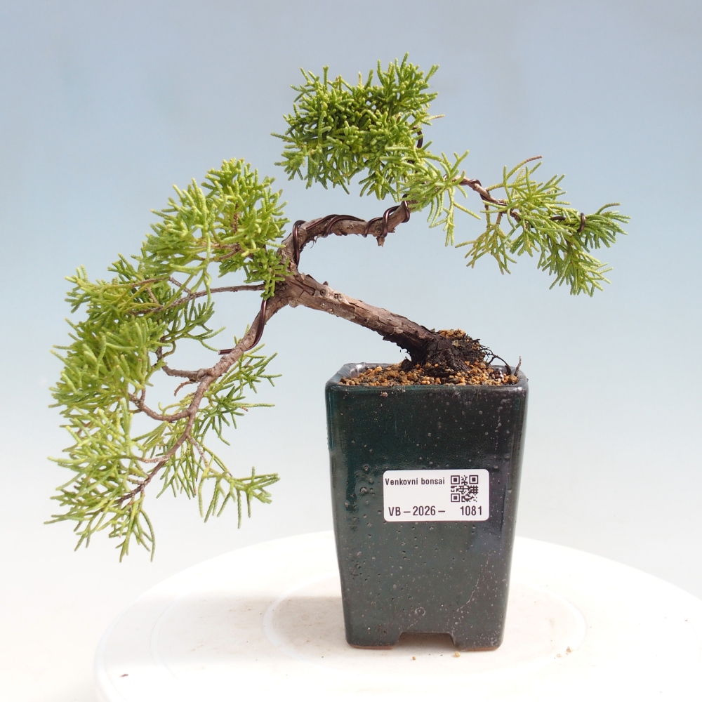 Bonsaï d'extérieur - Juniperus chinensis Kishu