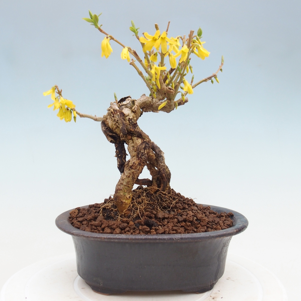 Bonsaï d'extérieur - Zlatice - Forsythia koreana