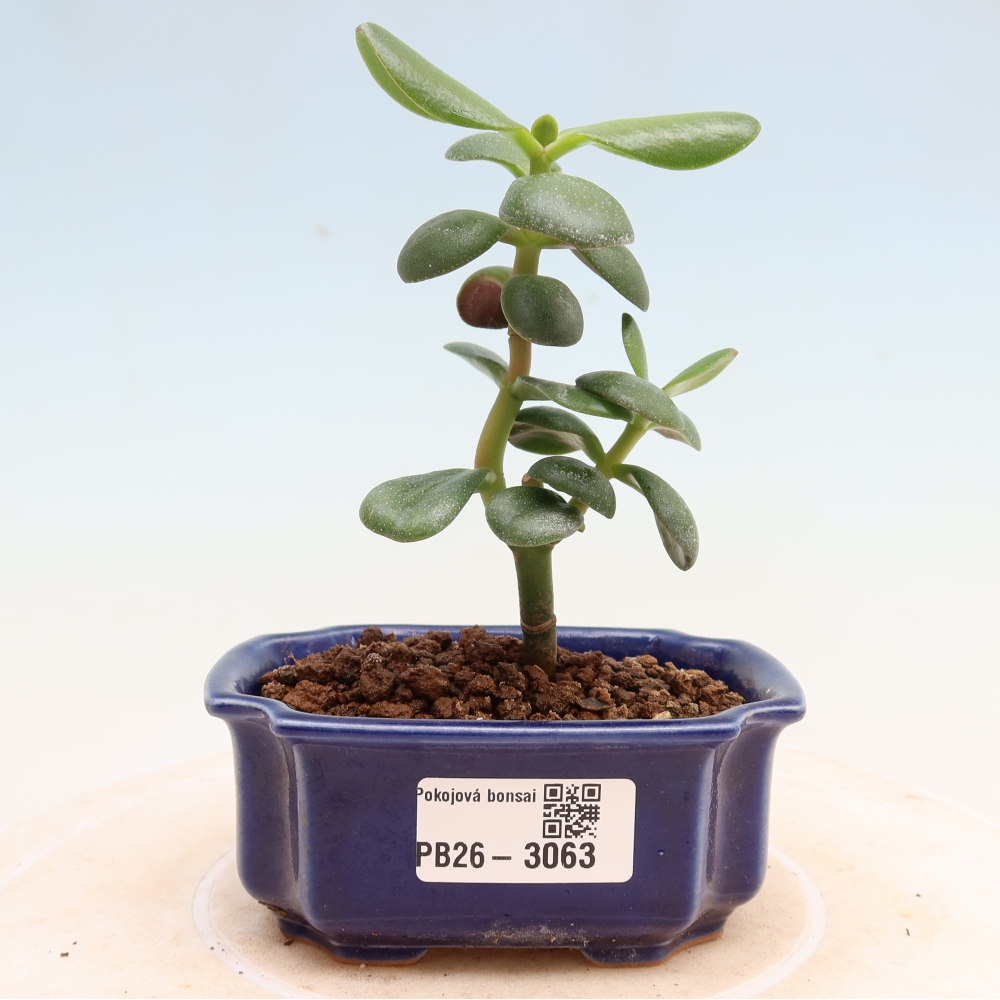 Bonsaï d'intérieur - Crassule ovale - Crassula ovata