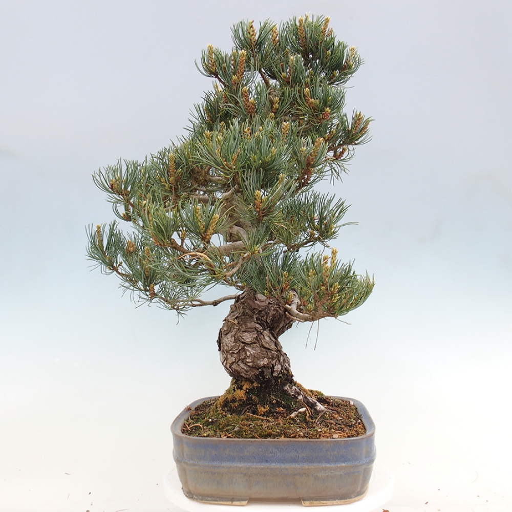 Bonsaï d'extérieur - Pinus parviflora - Pinus parviflora