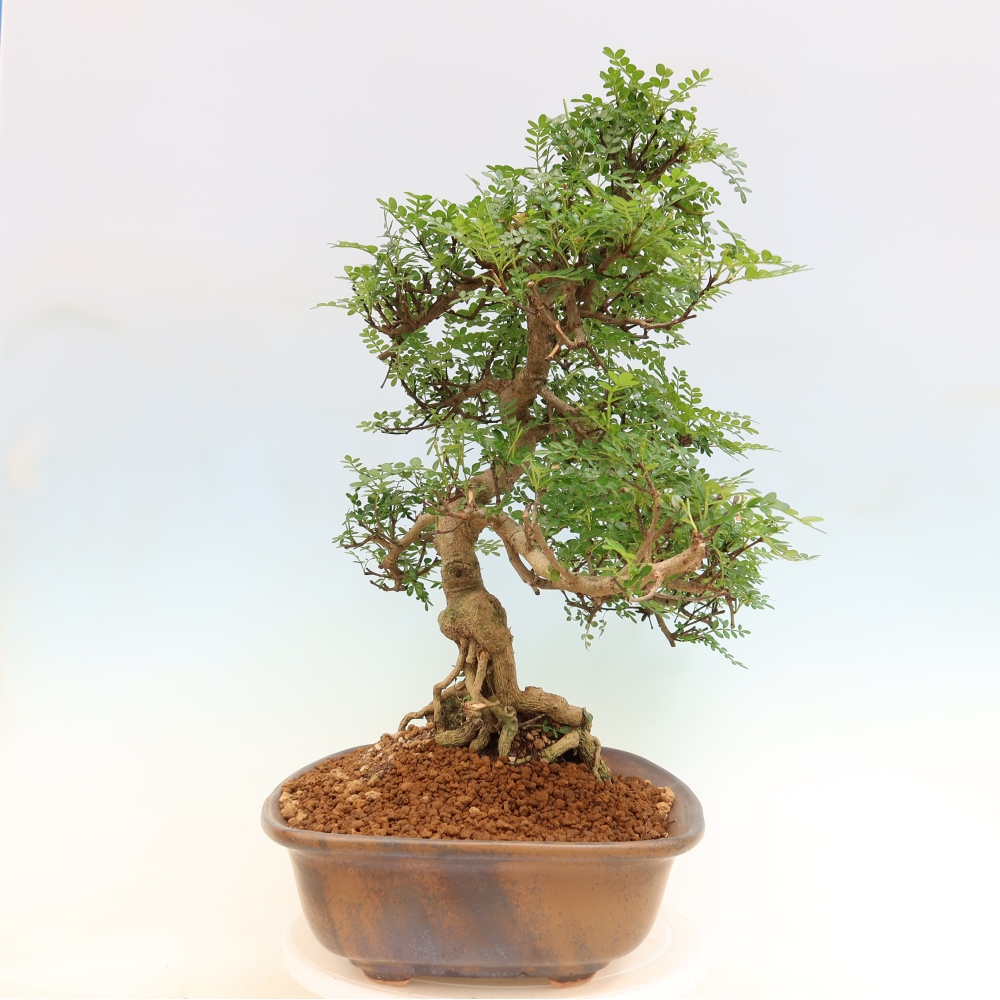 Salle bonsaï - Zantoxylum piperitum - arbre à poivre