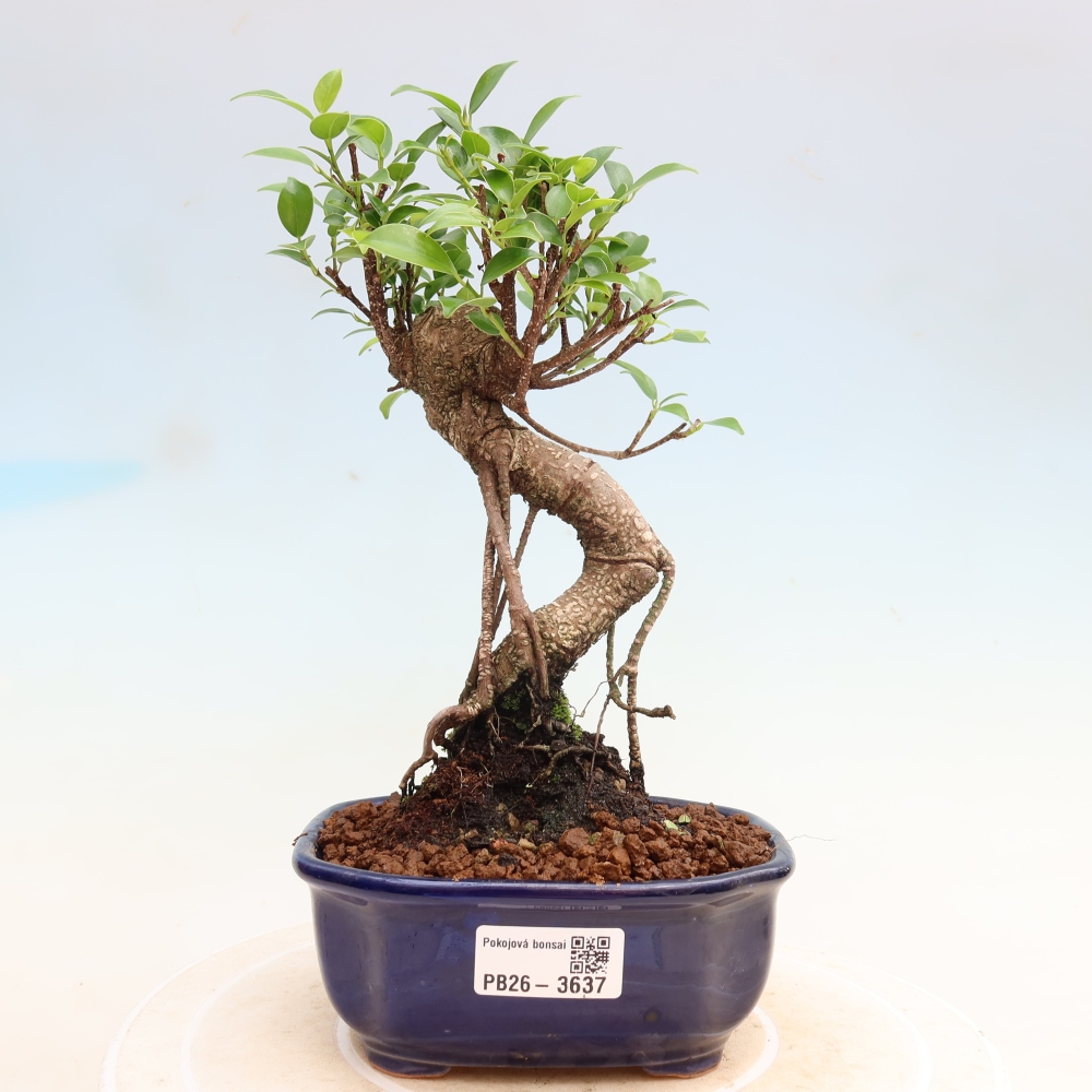 Salle bonsaï - Ficus kimmen - ficus à petites feuilles