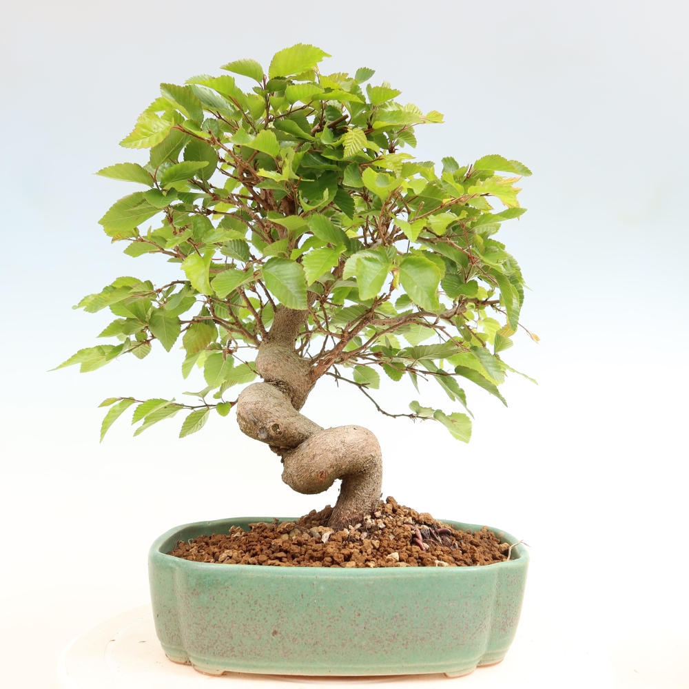 Bonsaï d'extérieur -Carpinus Coreana - Charme de Corée