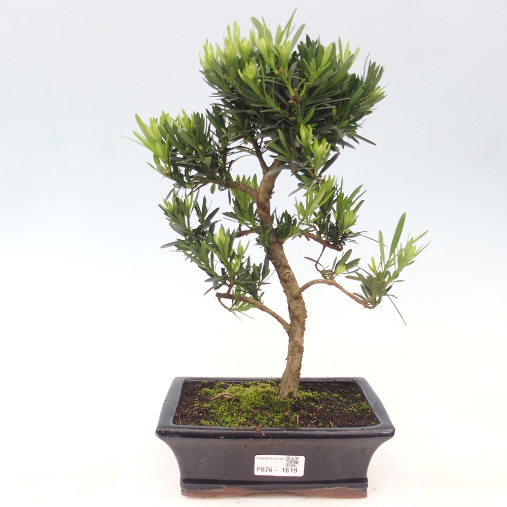 Salle bonsaï - Podocarpus - If en pierre