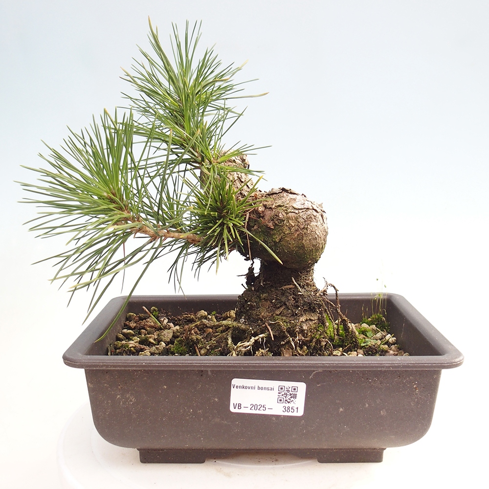 Bonsaï d'extérieur - Pinus thunbergii - Pin de Thunberg