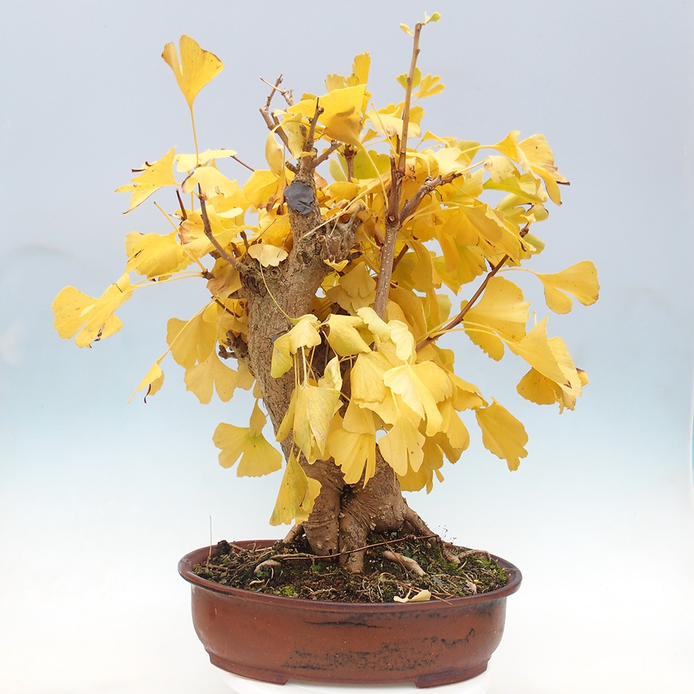 Bonsaïs d'extérieur - Ginkgo biloba - Ginkgo biloba
