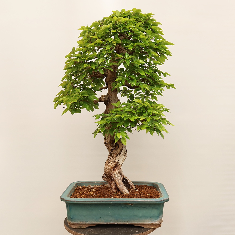 Bonsaï d'extérieur -Carpinus Coreana - Charme de Corée