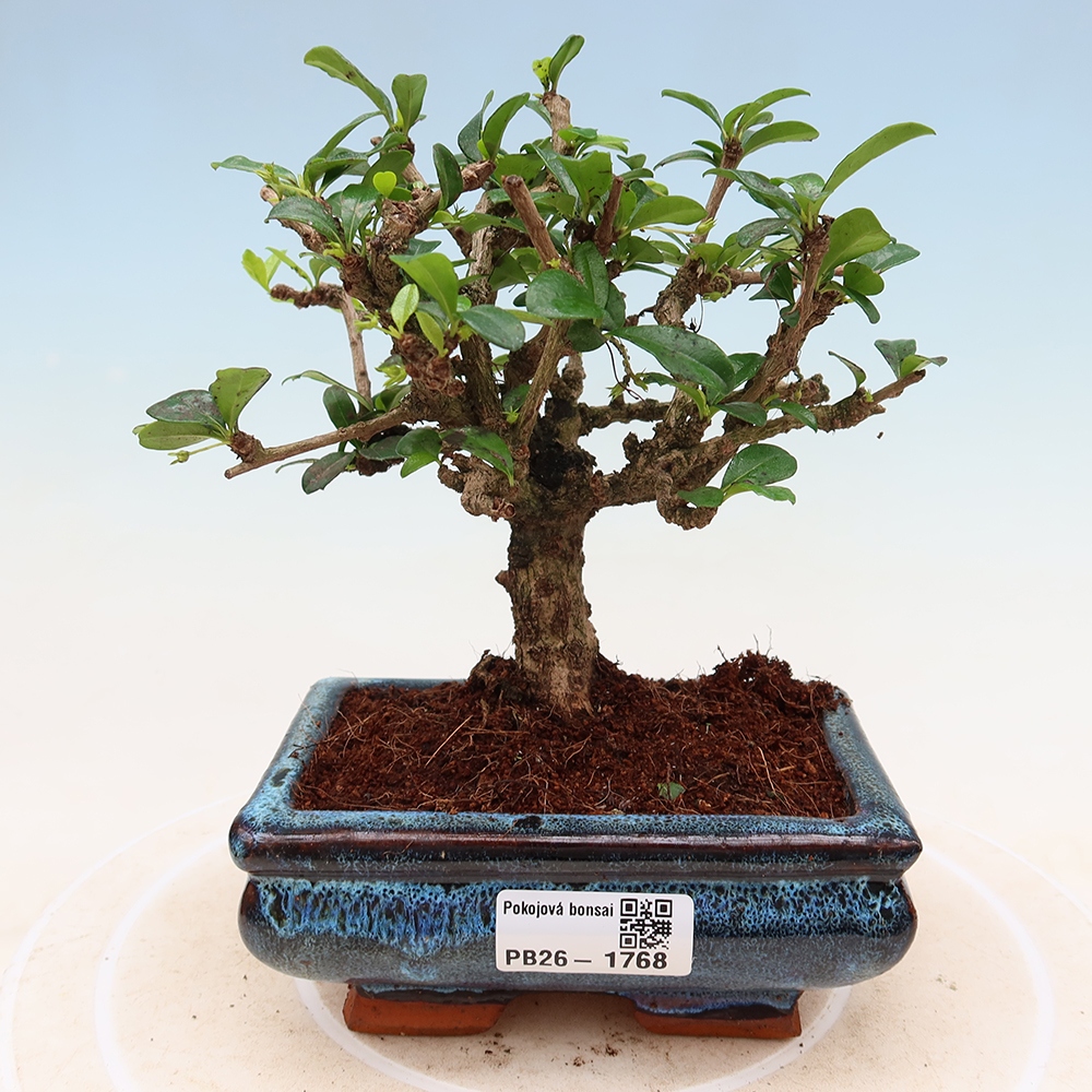 Bonsaï de chambre - Carmona macrophylla - Tea fuki