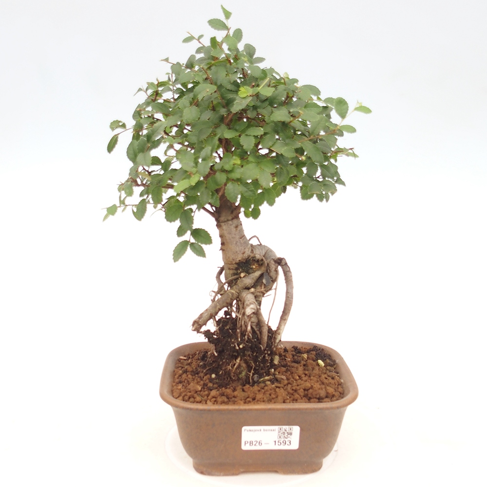 Bonsaï de chambre - Ulmus parvifolia - Orme à petites feuilles