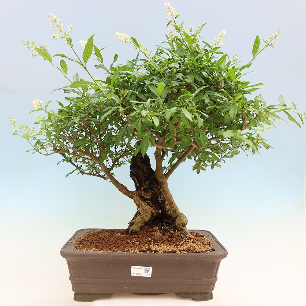 Bonsaï d'extérieur - Ligustrum vulgare - Bec d'oiseau