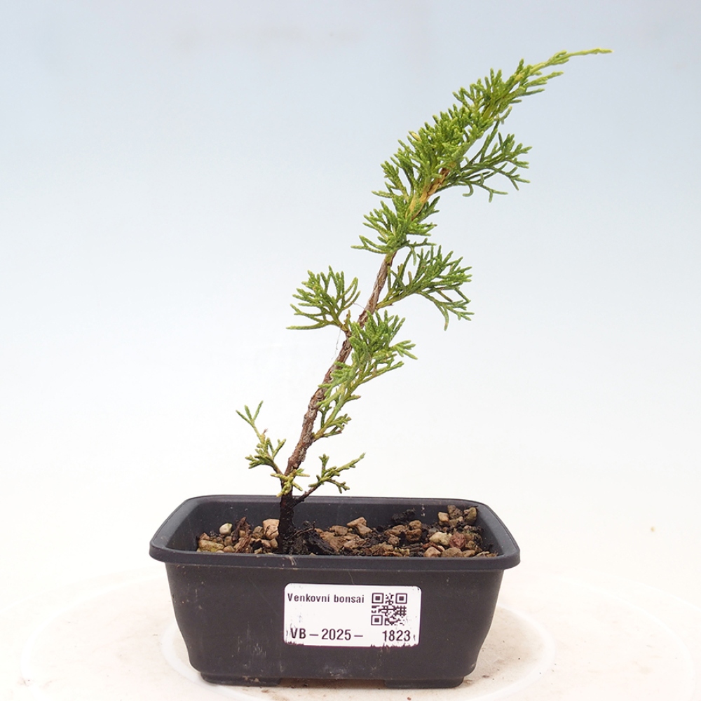 Bonsaï d'extérieur - Juniperus chinensis Itoigawa