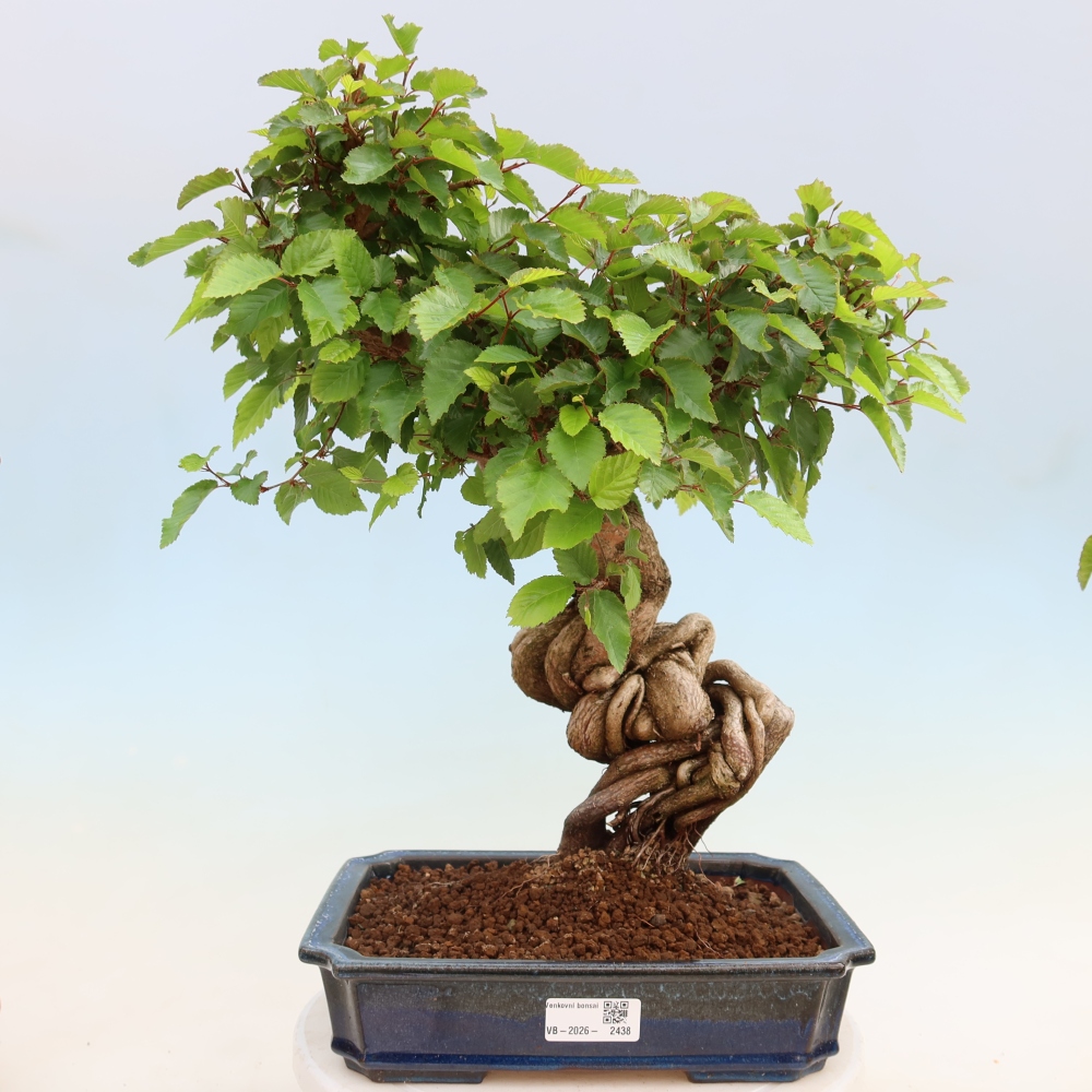 Bonsaï d'extérieur -Carpinus Coreana - Charme de Corée