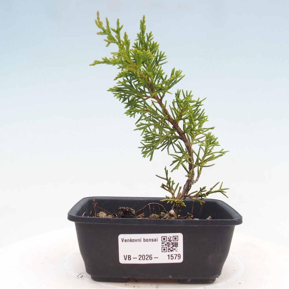 Bonsaï d'extérieur - Juniperus chinensis Itoigawa