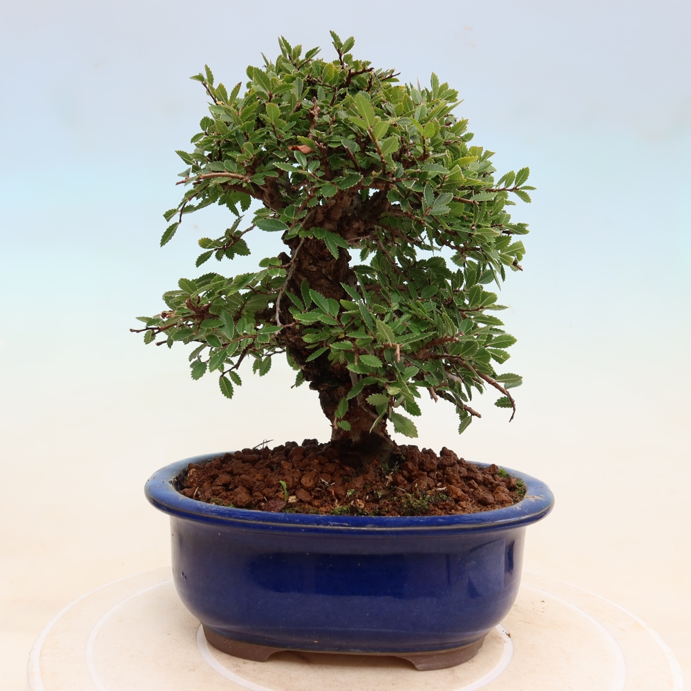 Bonsaï d'extérieur - Zelkova - Zelkova NIRE