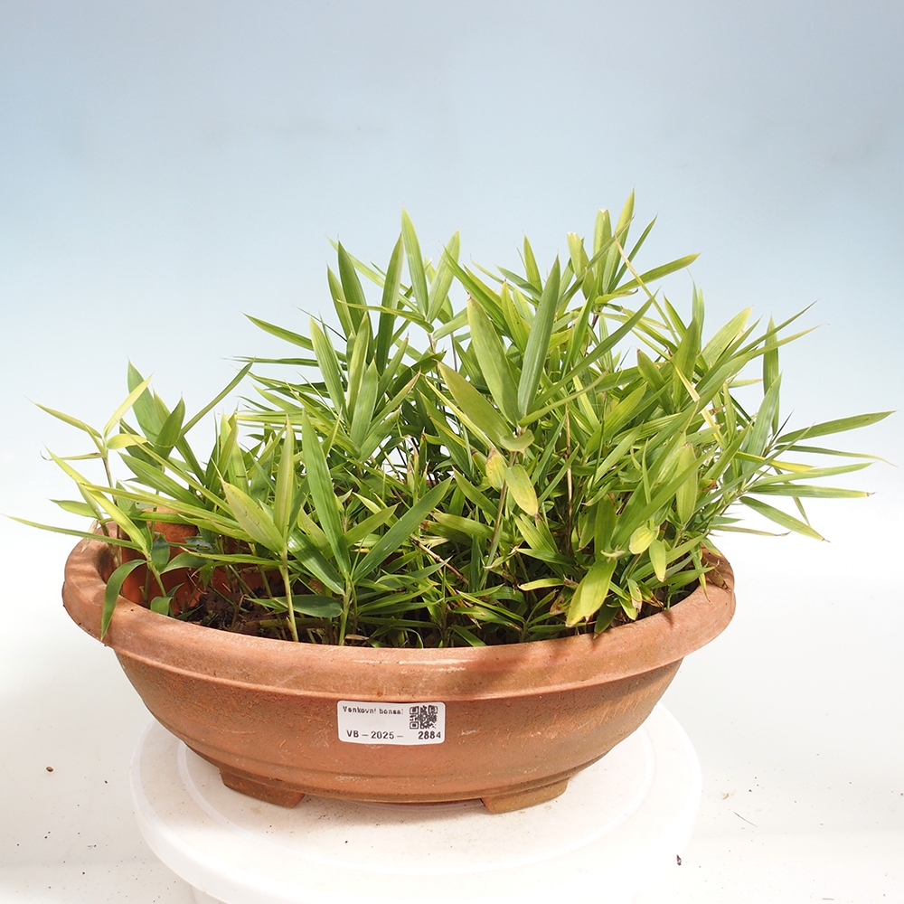 Bonsaï d'extérieur - Pleioblastus argenteostriatus f.pumilus - Bambou nain