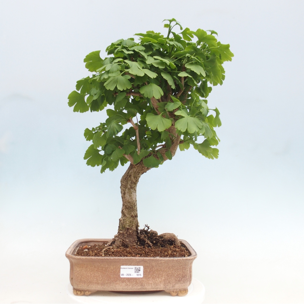 Bonsaïs d'extérieur - Ginkgo biloba - Ginkgo biloba