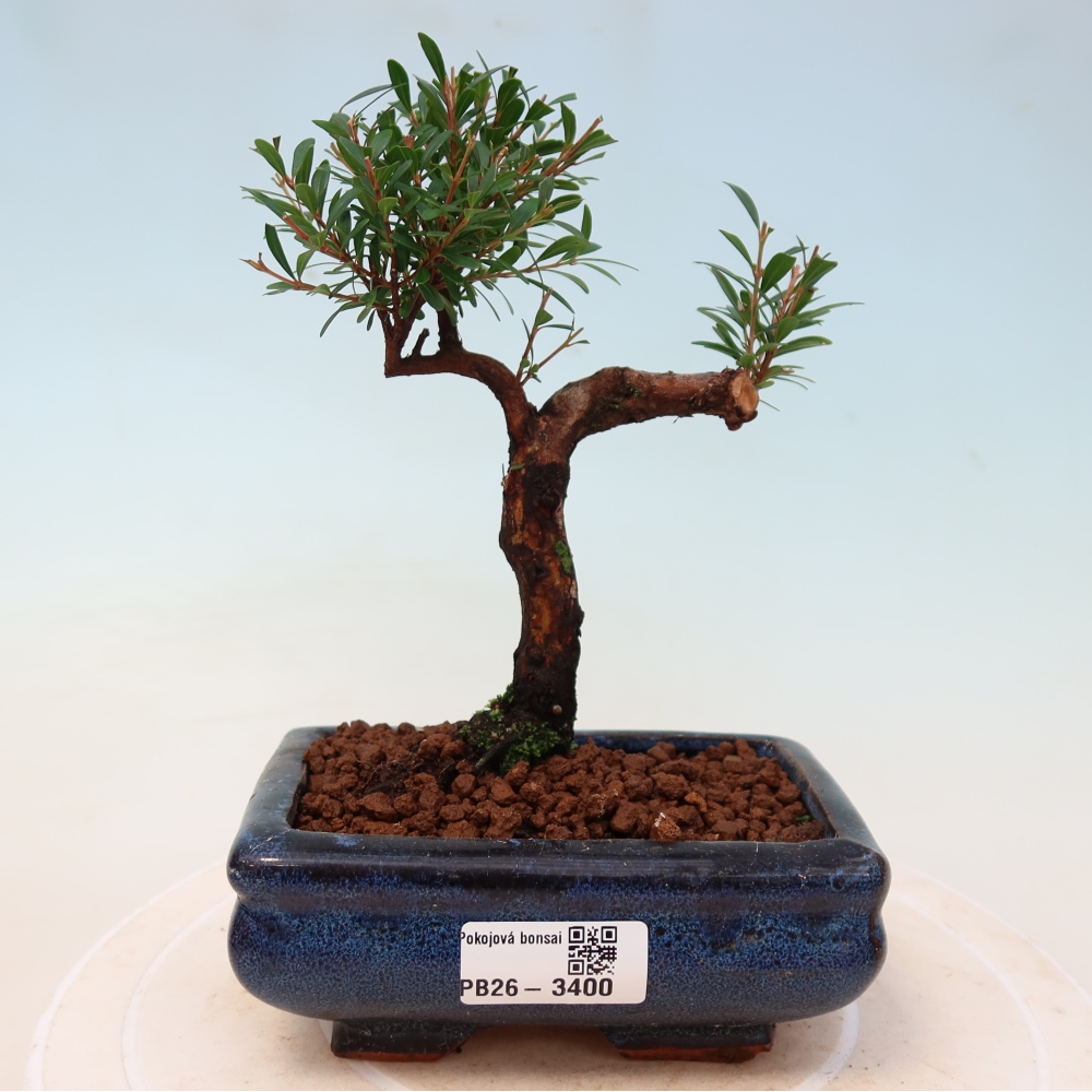Bonsaï de chambre - Syzygium - Pimento