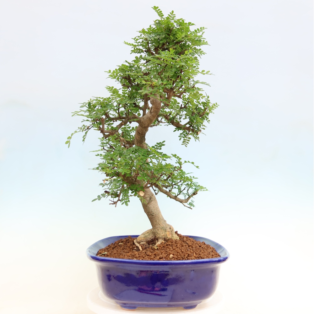 Salle bonsaï - Zantoxylum piperitum - arbre à poivre
