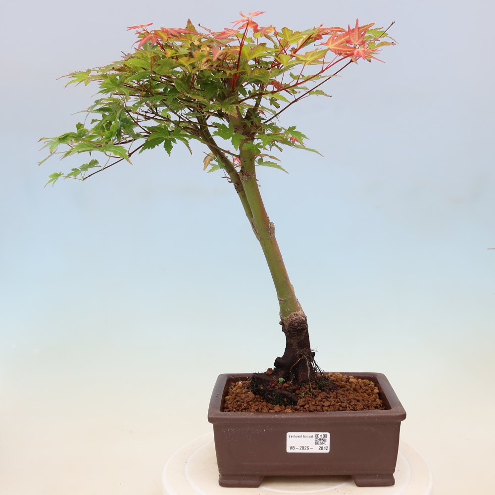 Érable de Norvège - Acer palmatum Beni Tsukasa