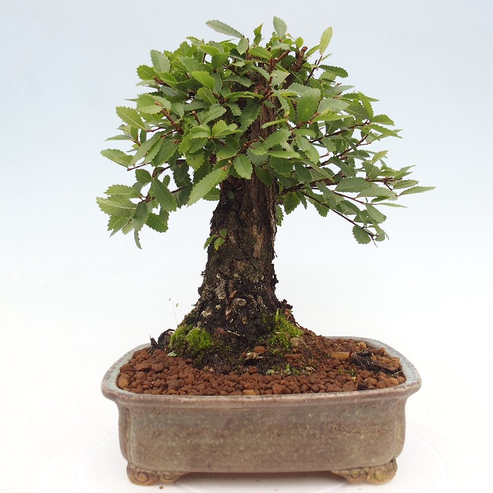 Bonsaï d'extérieur - Zelkova - Zelkova NIRE