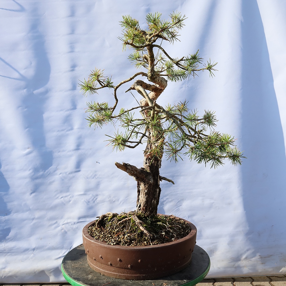 Pinus sylvestris Espagne - pin sylvestre