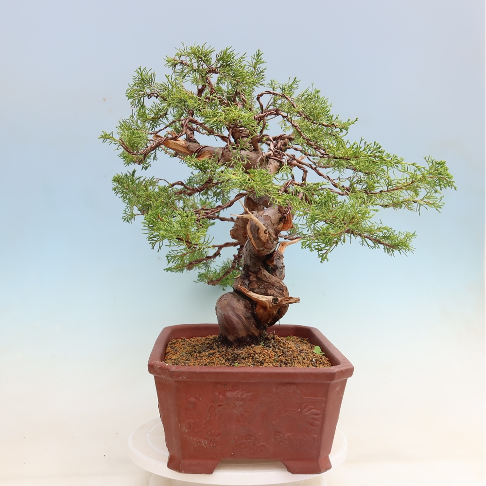 Bonsaï d'extérieur - Juniperus chinensis Itoigawa-Juniperus chinensis