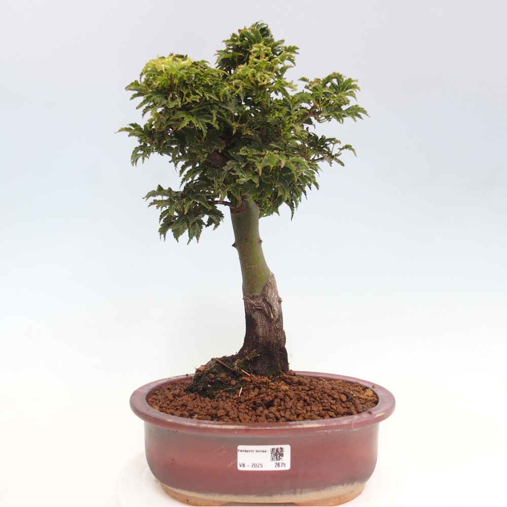 Bonsaï d'extérieur -Javor palm Acer palmatum Shishigashira