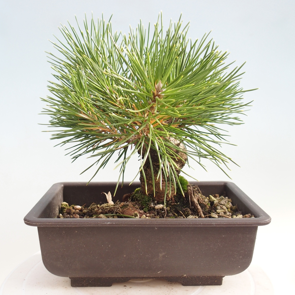 Bonsaï d'extérieur - Pinus thunbergii - Pin de Thunberg