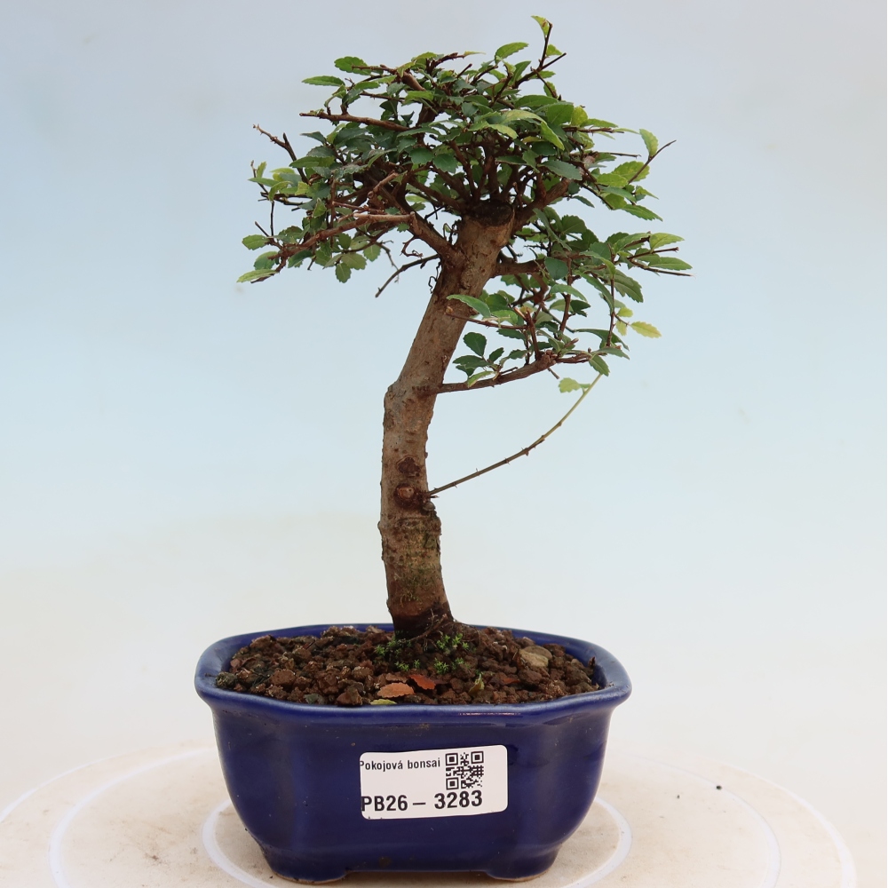 Bonsaï de chambre - Ulmus parvifolia - Orme à petites feuilles