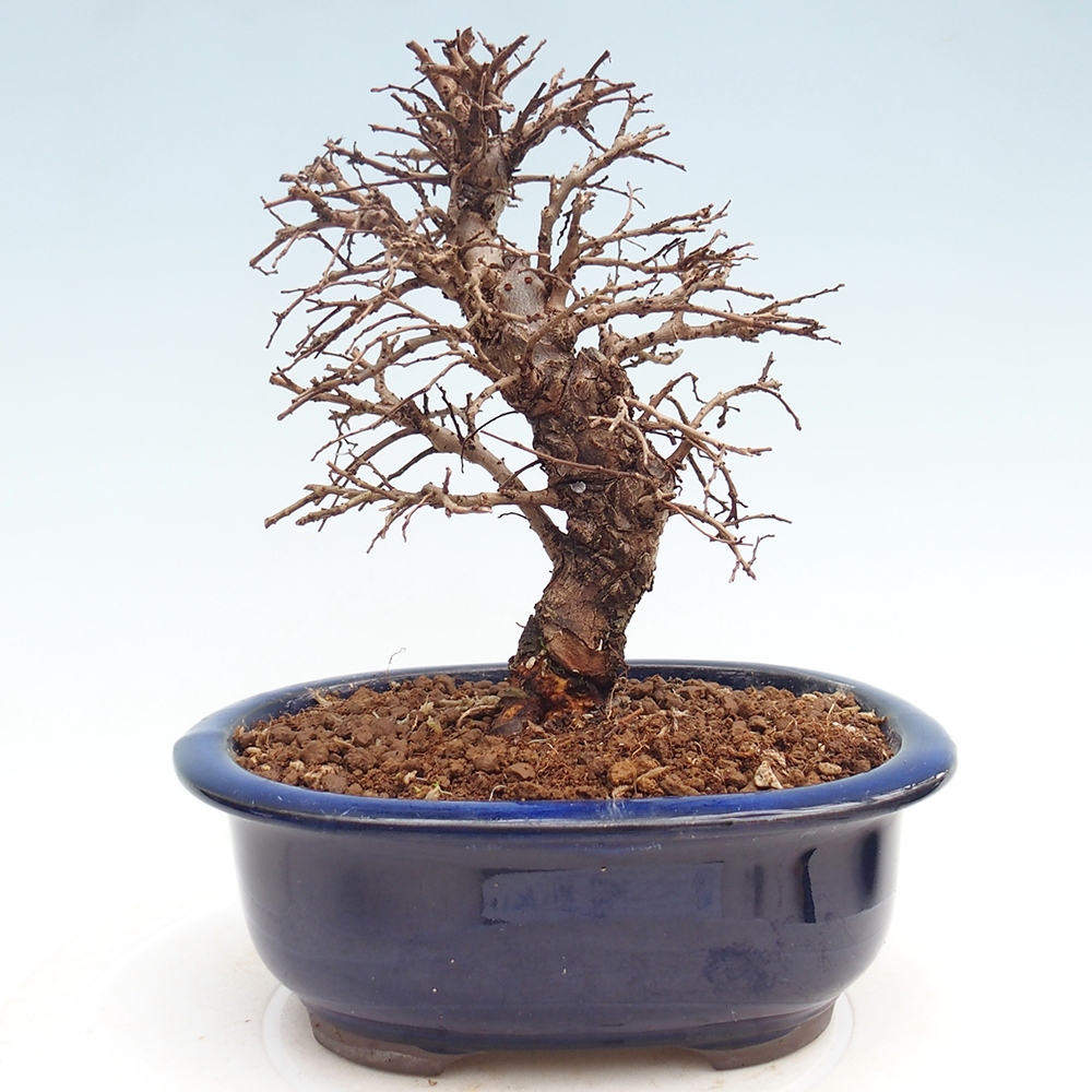 Bonsaï d'extérieur - Zelkova - Zelkova NIRE