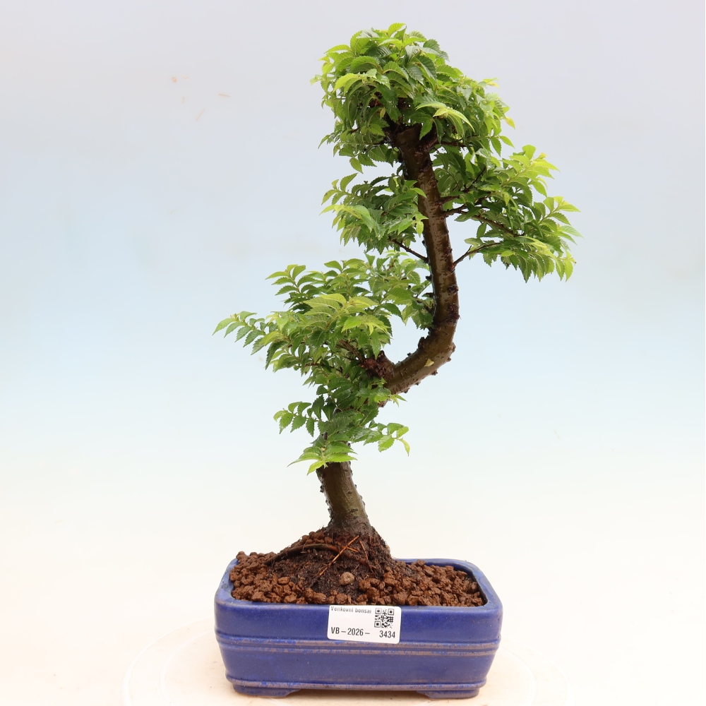 Bonsaï d'extérieur - Ulmus Jacqueline Hillier - Orme magnifique