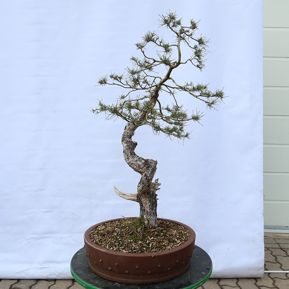 Pinus sylvestris Espagne - pin sylvestre