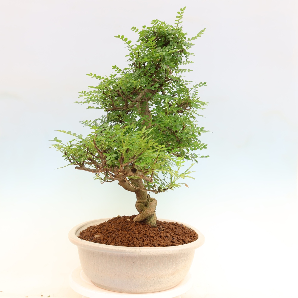 Salle bonsaï - Zantoxylum piperitum - arbre à poivre