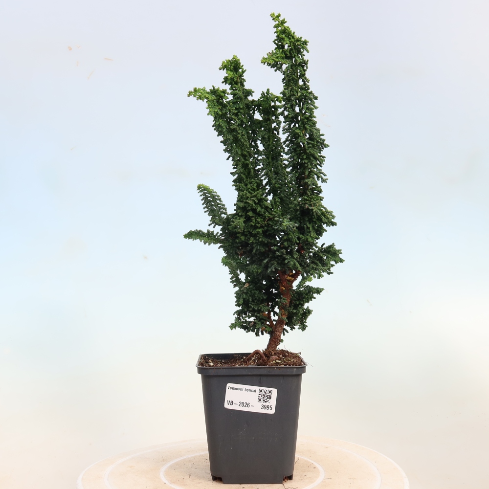 Bonsaï d'extérieur - Cham. obtusa SEKKA HINOKI - Cyprès