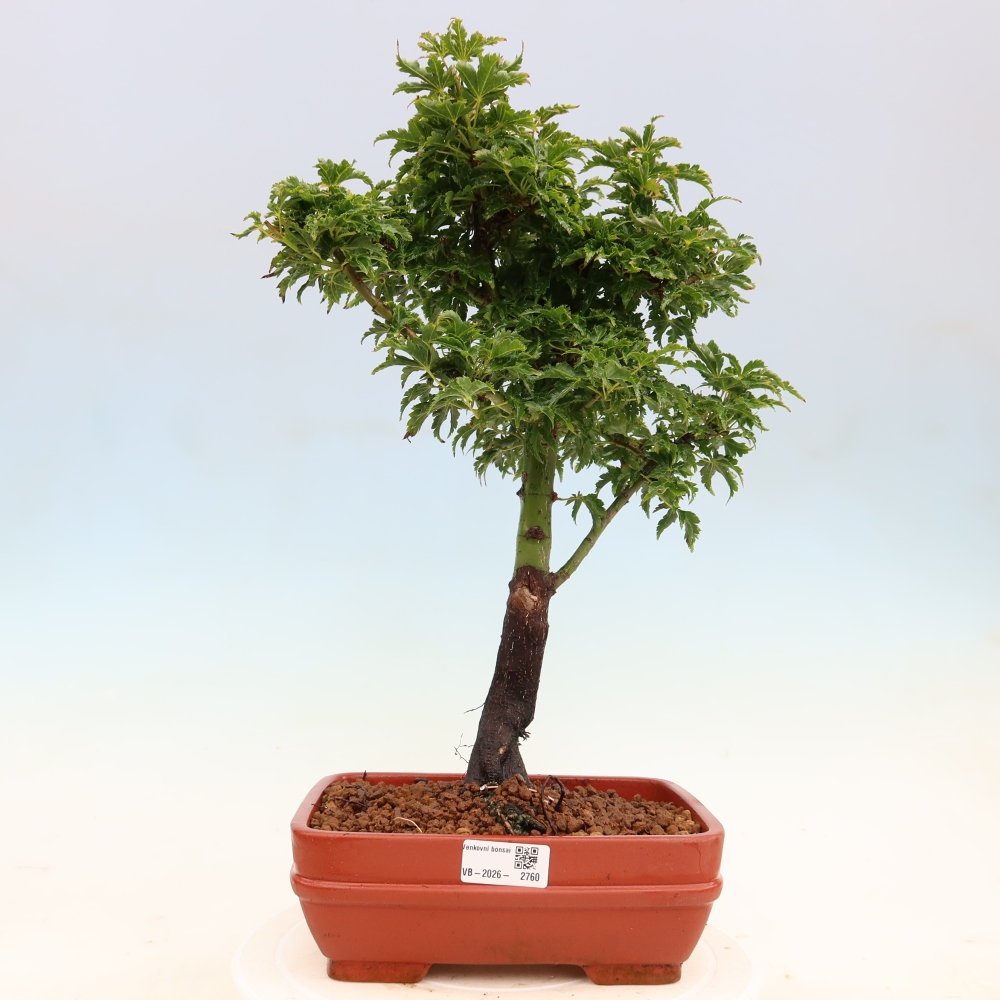 Bonsaï d'extérieur -Javor palm Acer palmatum Shishigashira
