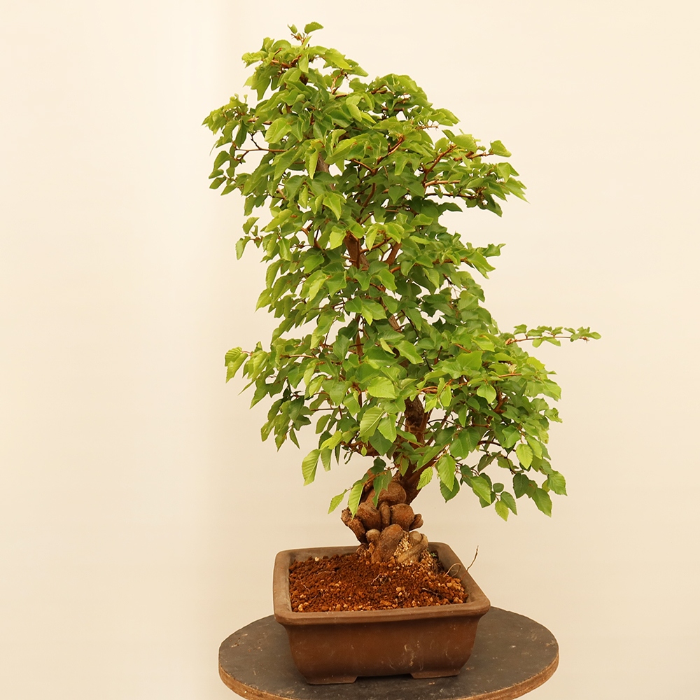 Bonsaï d'extérieur -Carpinus Coreana - Charme de Corée